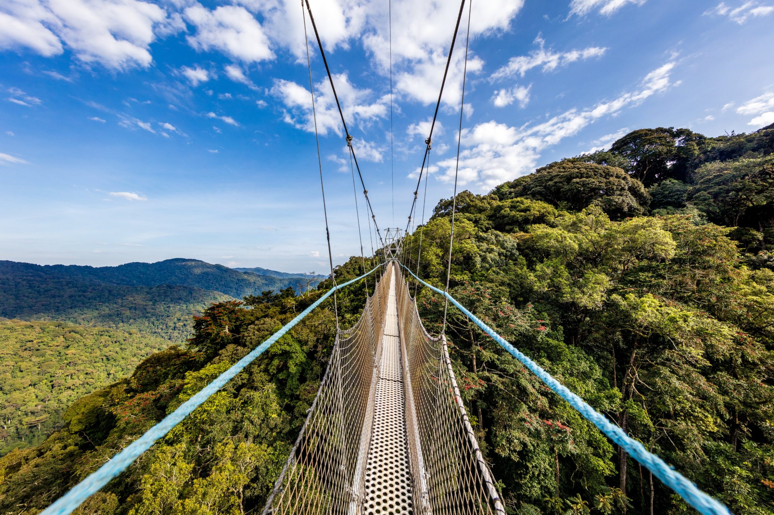 Canopy
