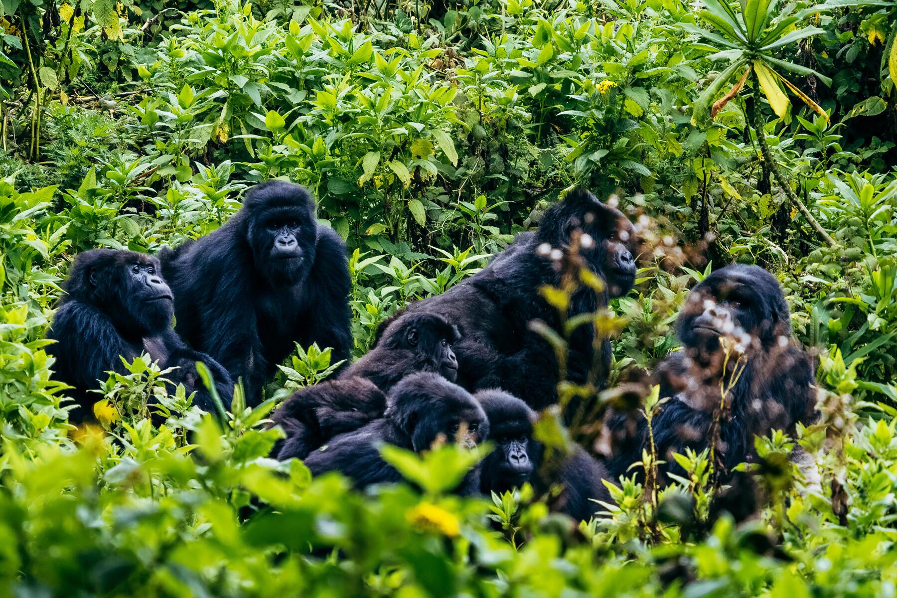 Gorilla